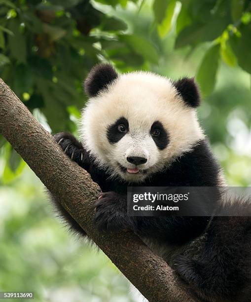 panda gigante bebé cub área de chengdu, china - cubs fotografías e imágenes de stock