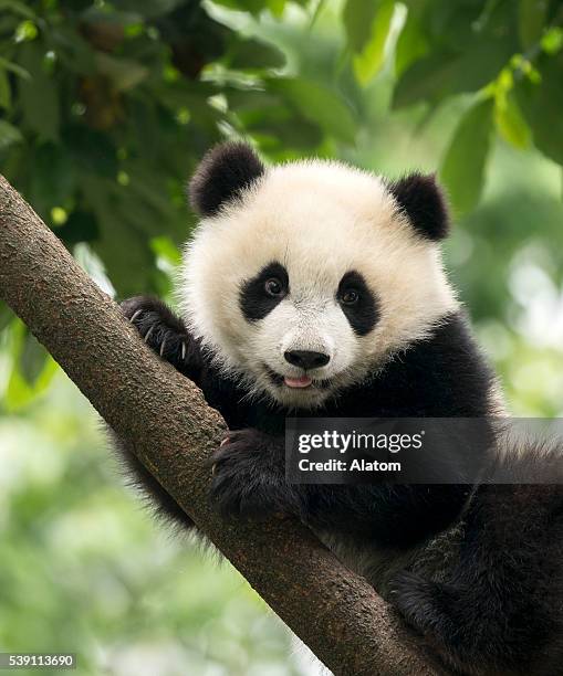 giant panda baby cub in chengdu area, china - cub stock pictures, royalty-free photos & images