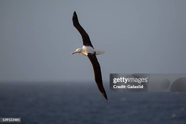 northern royal albatross - diomedea epomophora stock pictures, royalty-free photos & images