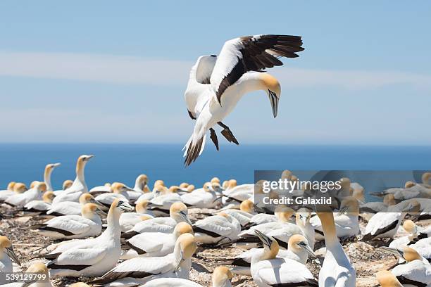 australasian gannet (morus serrator) - オーストラリアシロカツオドリ ストックフォトと画像