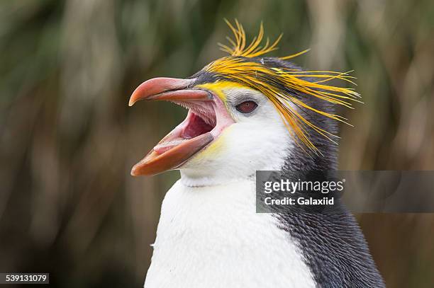 royal penguin (eudyptes schlegeli) - eudyptes schlegeli stock pictures, royalty-free photos & images