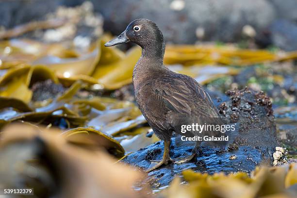 auckland island teal (anas aucklandica) - sub antarctic islands stock pictures, royalty-free photos & images