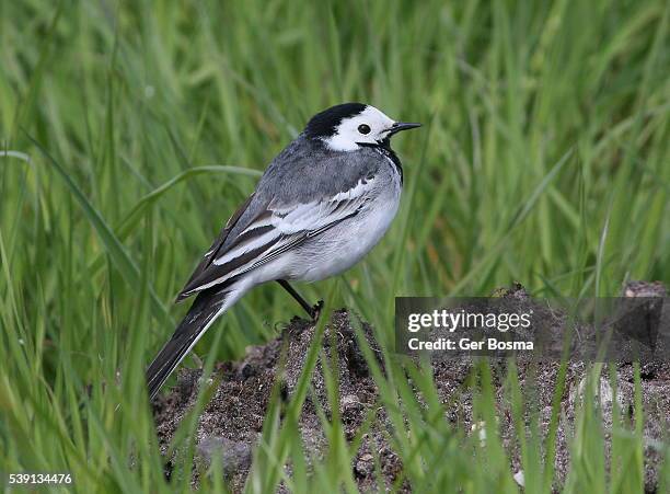 white wagtail (motacilla alba) - molehill stock pictures, royalty-free photos & images