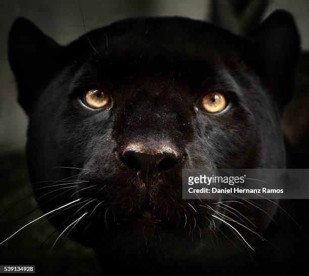 black panther face detail. black jaguar panthera onca - dark panthera stockfoto's en -beelden