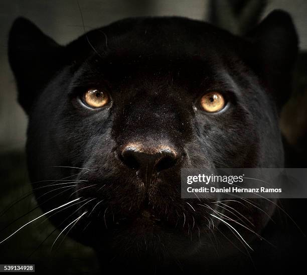 black panther face detail. black jaguar panthera onca - dark panthera stock pictures, royalty-free photos & images