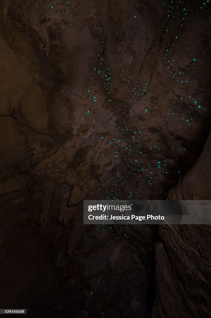Glow worms in Waipu cave
