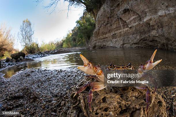 freshwater crab - crab fight stock-fotos und bilder