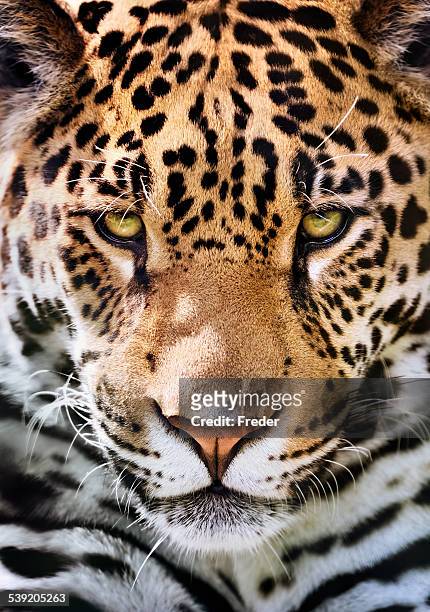 jaguar portrait - jaguar animal stockfoto's en -beelden