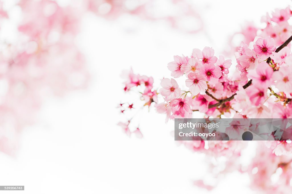 Pink Cherry Blossoms