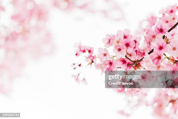 pink cherry blossoms - japanese flowers stock pictures, royalty-free photos & images