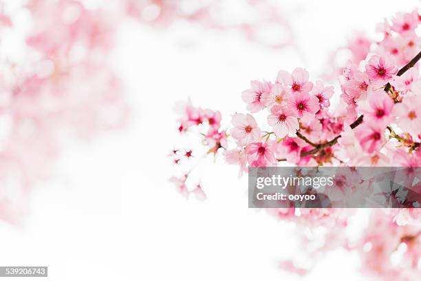 cherry blossoms-de-rosa - cerejeira árvore frutífera - fotografias e filmes do acervo