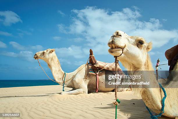 dos camellos de boa vista, cabo verde - isla de boa vista fotografías e imágenes de stock
