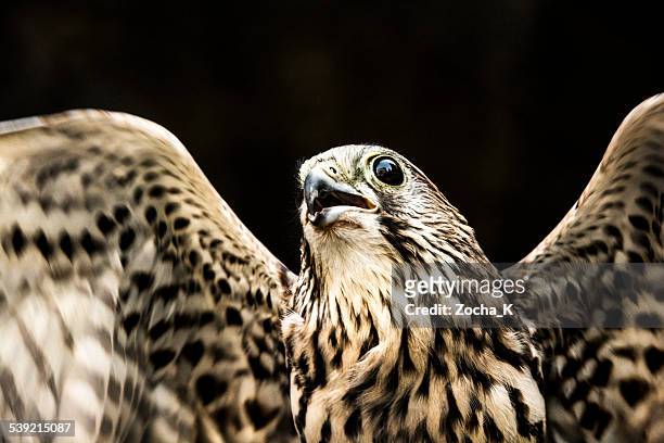 flying-falcon porträt - falcons stock-fotos und bilder