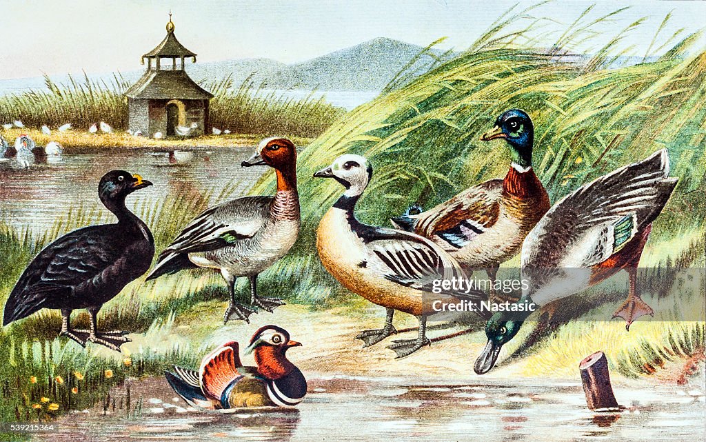Vögel-Enten