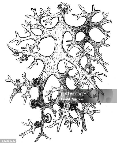 oakmoss (evernia prunastri) - lichen stock illustrations