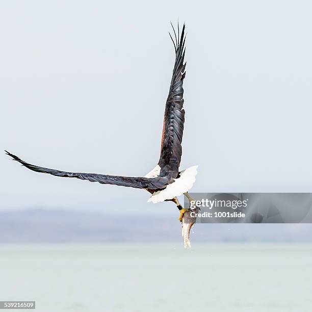 african fish eagle - preying - fish eagle stock pictures, royalty-free photos & images