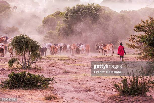 massai herder and cattles - cattle stock pictures, royalty-free photos & images