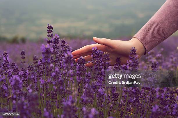 summertime in a lavender field - lavender stock pictures, royalty-free photos & images