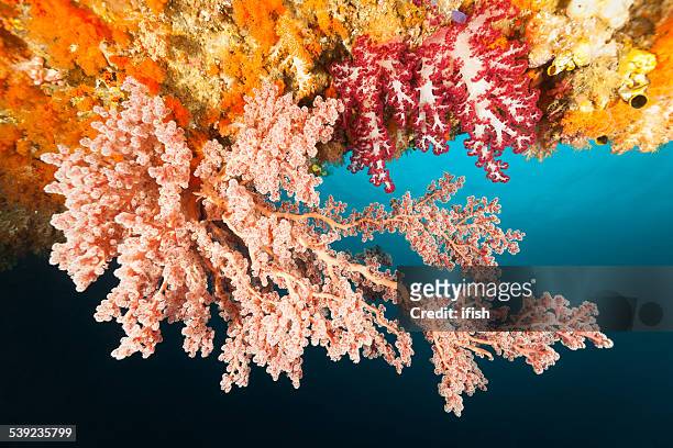 soft coral beauty contest at cave ceiling, raja ampat, indonesia - west papua stock pictures, royalty-free photos & images