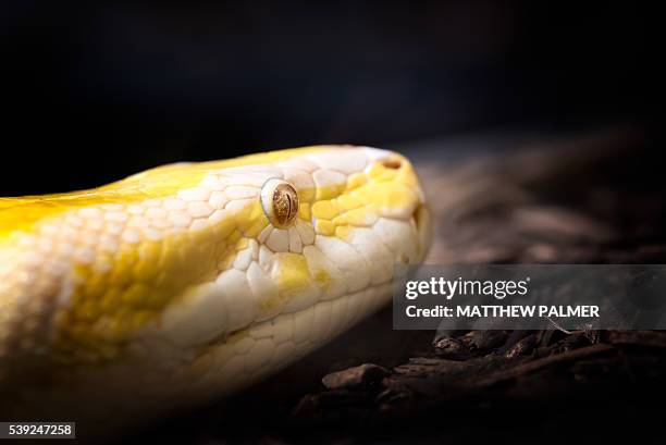 100 Yellow Burmese Python Stock Photos, High-Res Pictures, and Images ...