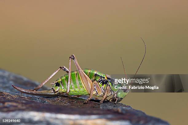 grasshopper - saltamontes stockfoto's en -beelden