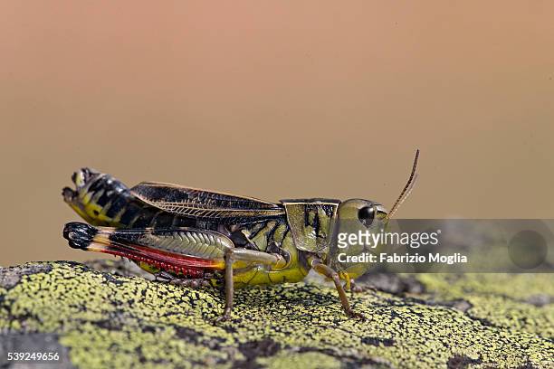 grasshopper - saltamontes imagens e fotografias de stock