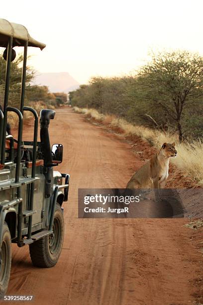 lion next to safari jeep on the road namibia africa - off road vehicle stock pictures, royalty-free photos & images
