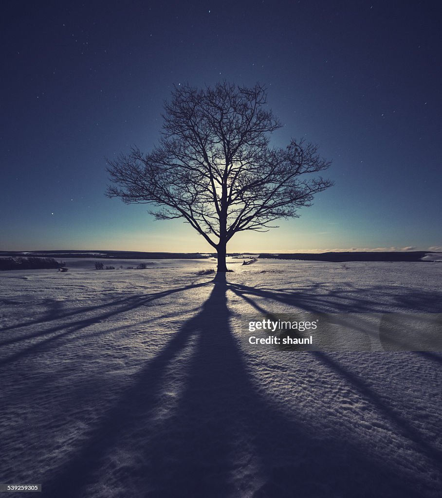 Moonlight Shadow Example Moonlight Shadows High-Res Stock Photo - Getty Images