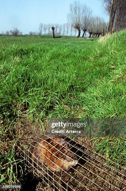 Muskrat caught in live trap on river bank in field during pest control to exterminate exotic invasive rodents.