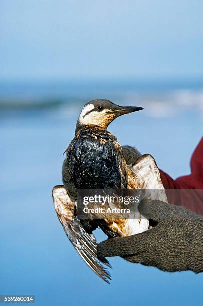 Volunteer saving Common Murre / Common Guillemot seabird covered in oil after oil spill along the North Sea coast.