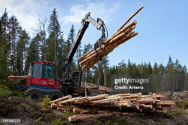 Logging industry showing timber / trees being loaded on forestry machinery / Timberjack harvester in pine forest.