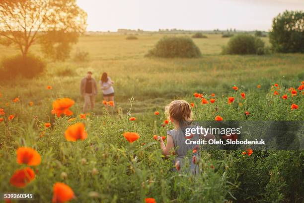 family - poppy flower stockfoto's en -beelden