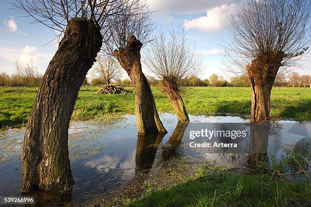 Pollarding Large Tree Pollard Trees Photos and Premium High Res Pictures - Getty Images