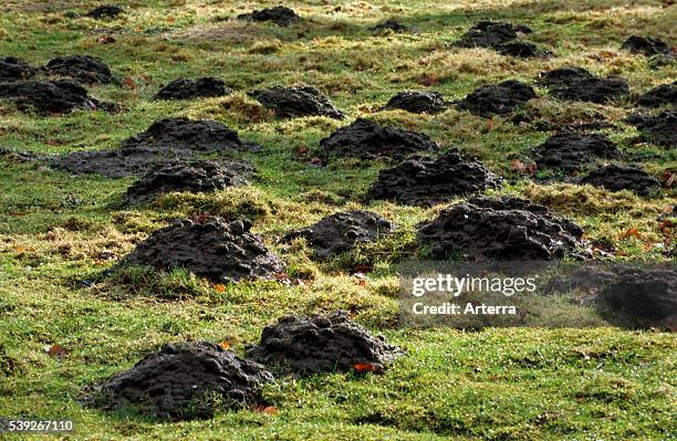 Molehills / mole mounds / molecasts by European mole in field.
