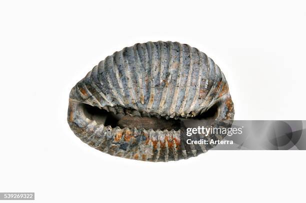 Arctic Shells 468 Shell Arctic Stock Photos, High-Res Pictures, and Images - Getty Images