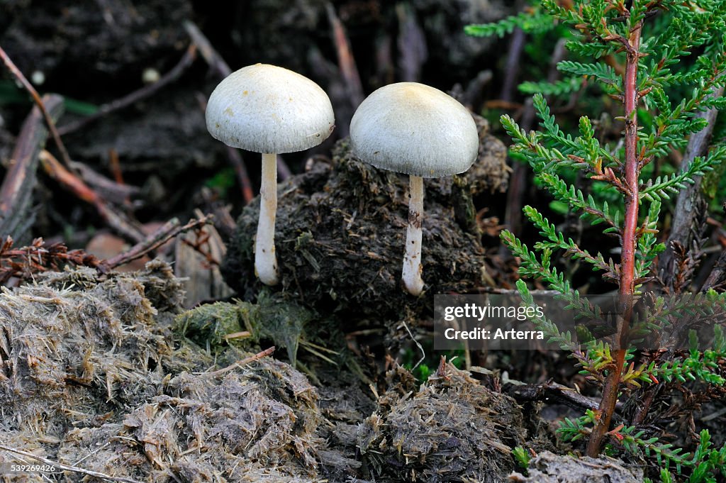 Dung roundhead