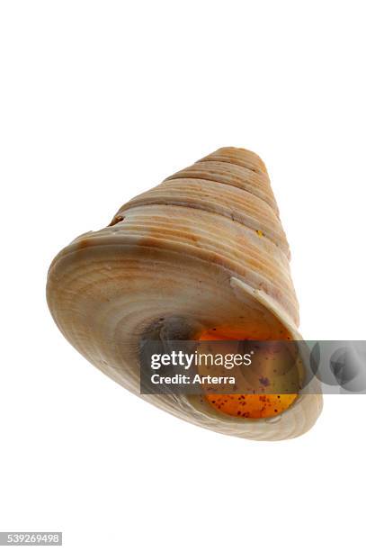 51 Topshell Stock Photos, High-Res Pictures, and Images - Getty Images