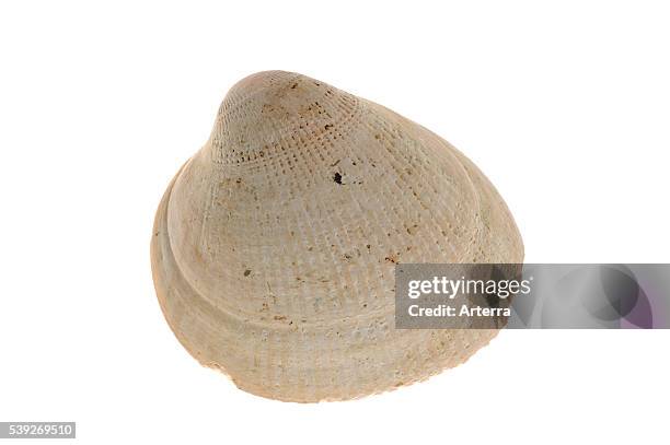 Cocal Shell 694 Cockle Shell Stock Photos, High-Res Pictures, and Images - Getty Images