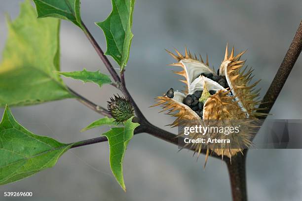 Thorn Apple / Jimson Weed / Datura open spiny capsule.