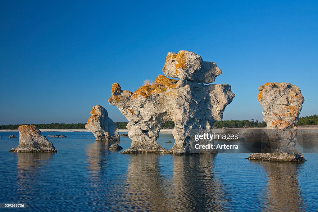 Eroded seastacks at Gamla Hamn in F_ro