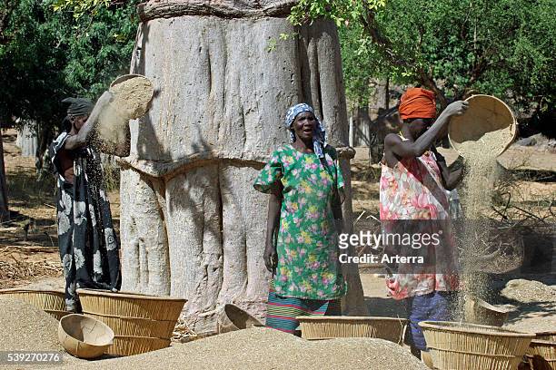 Black Dogon women separating grain from chaff by wind winnowing sorghum / durra / jowari / milo, Mali, West Africa.