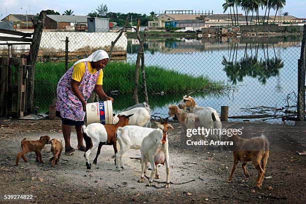 Black woman feeding goats at missionary post in Lobito, Angola, Soutern Africa.