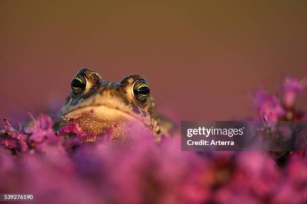 Natterjack toad amongst flowers.