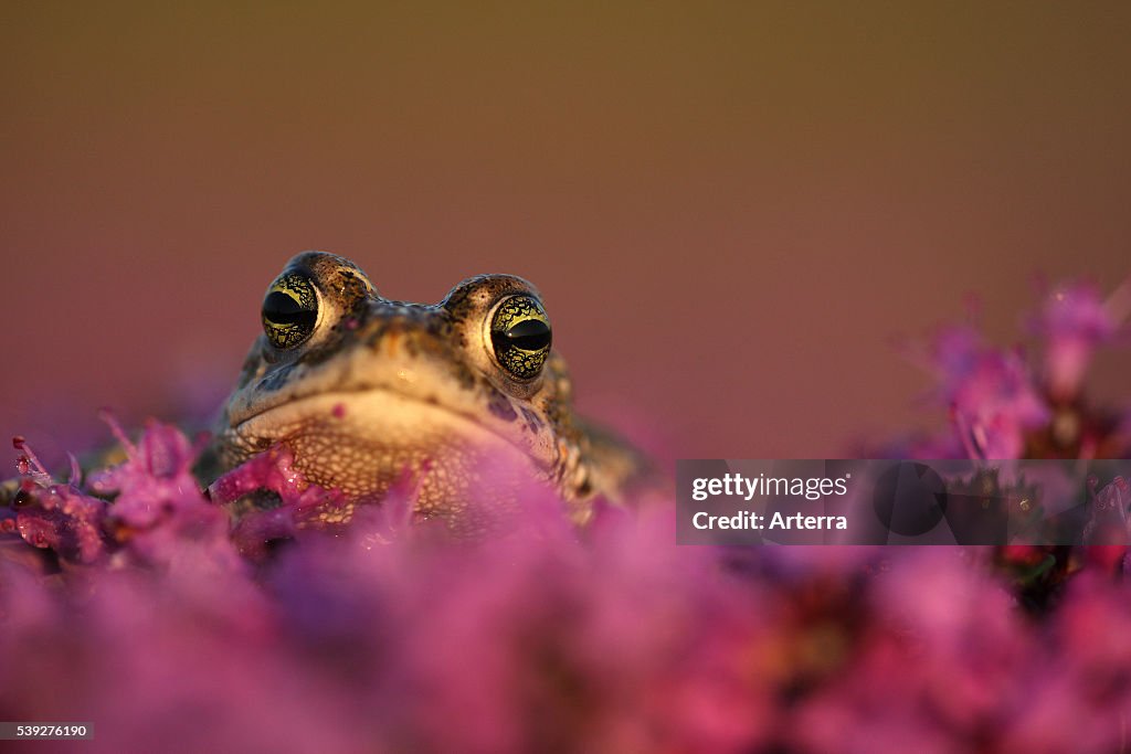Natterjack toad