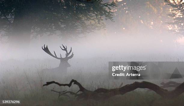 Red deer stag silhouette at forest edge in the mist during the rutting season in autumn.