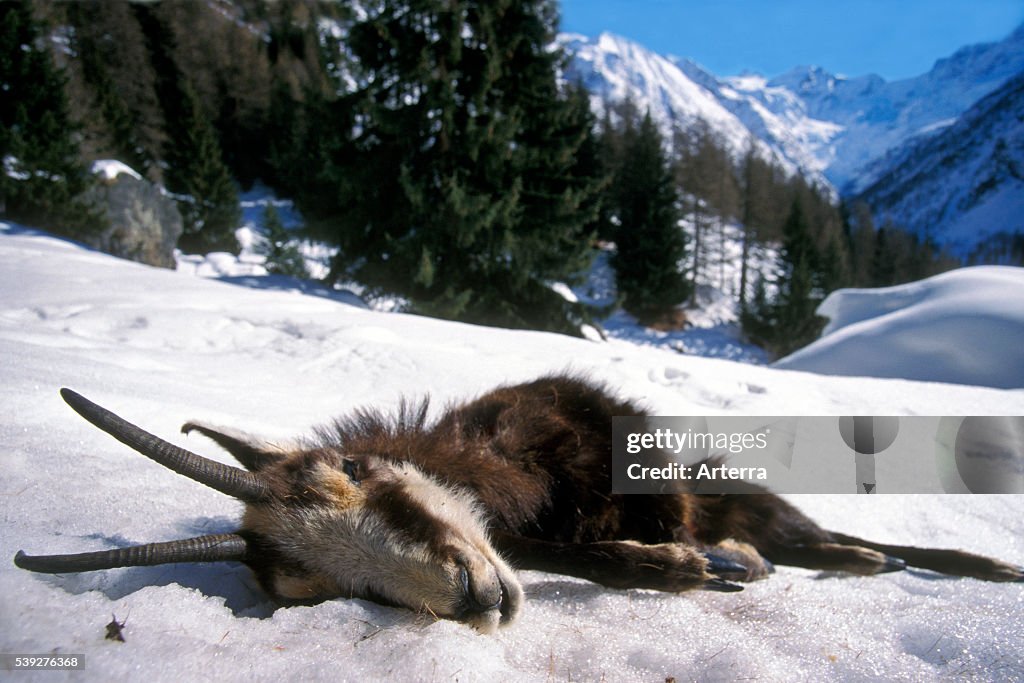 Dead chamois
