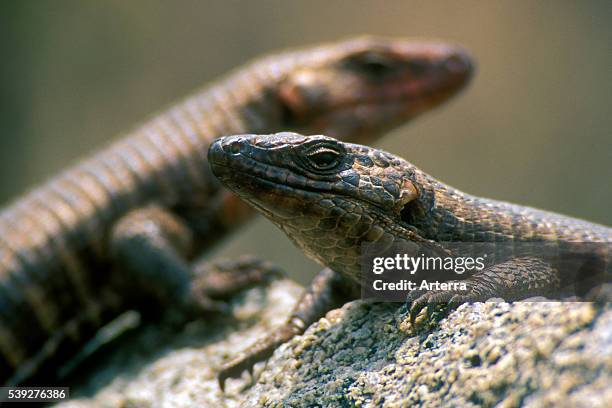 Close up of Giant plated lizards sunning on rock, Kruger National Park, South Africa.