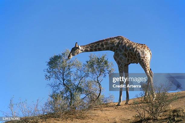 Giraffe eating leaves from tree in the Kalahari desert, Kgalagadi Transfrontier Park, South Africa.