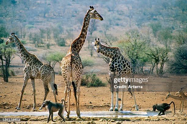 Giraffes , baboons and impala drinking water at artificial waterhole in the Kruger National Park, South Africa.