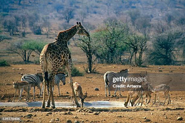 Giraffe , zebras and impala drinking water at artificial waterhole, Kruger National Park, South Africa.